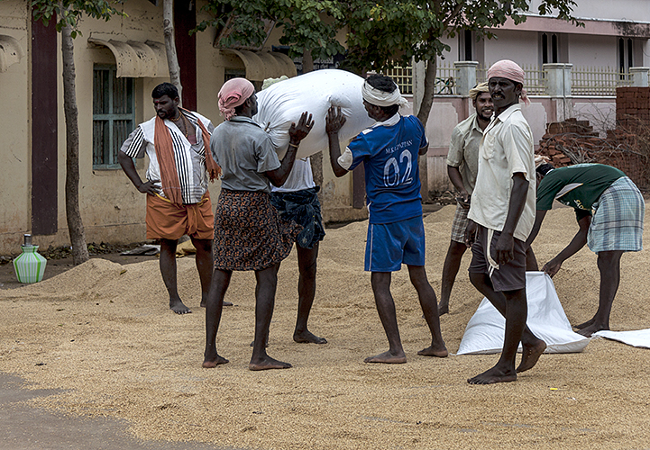 Bagging Rice 3-Thekkady